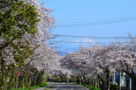 後ろの蝦夷富士がとても綺麗です